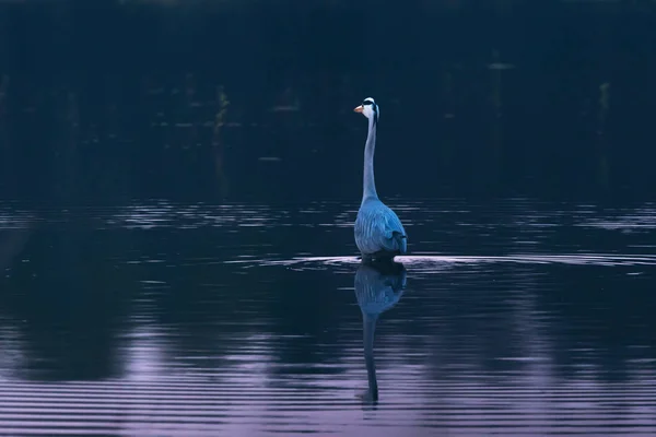 Airone grigio guadare nel lago al crepuscolo . — Foto Stock