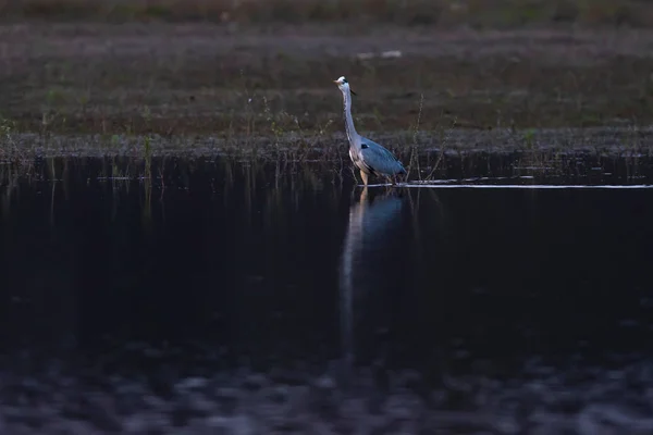 Серая цапля стоит на краю озера в заповеднике . — стоковое фото