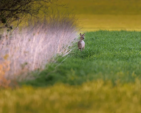 Capriolo vicino canna alta nel prato durante il tramonto . — Foto Stock