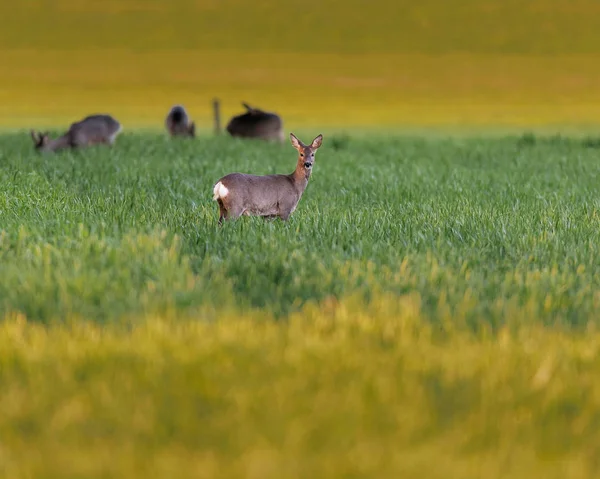 Grazing corça cervos no prado à noite . — Fotografia de Stock