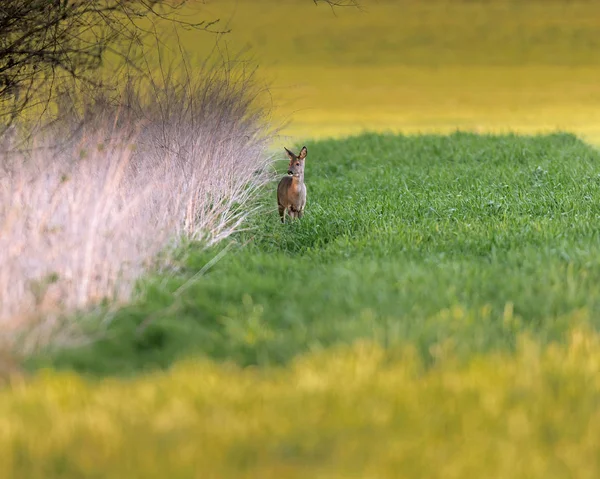 Roe deer near reed in meadow at dusk. — Stock Photo, Image