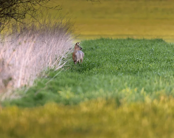 Veado roe perto de junco no prado ao entardecer . — Fotografia de Stock