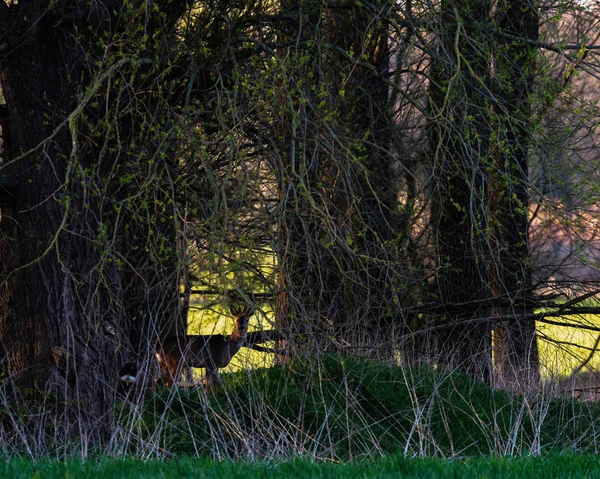 Silhueta de corça cervo buck em pé na floresta . — Fotografia de Stock