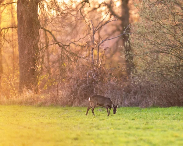Grazing corça cervos no prado perto da floresta durante o pôr do sol . — Fotografia de Stock