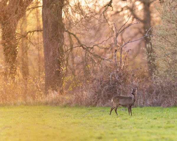 Cervos roe no prado perto da floresta durante o pôr do sol . — Fotografia de Stock