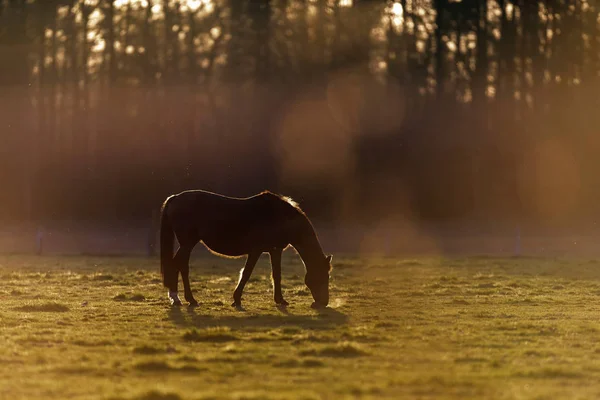 夕日のバックライトで馬を放牧. — ストック写真