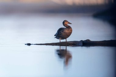 Sabah güneş ışığında kum kıyısında kadın mallard.