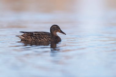 Dişi yaban ibnesi gölde yüzüyor. Yan görünüm.