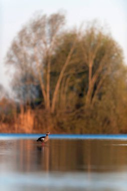 Mısır kaz gölde duran sabah güneş ışığında.