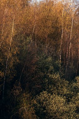Earl sırasında sabah güneş ışığında Huş ağaçları ve diğer bitki örtüsü