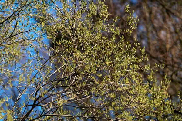 Gałązki i gałęzie w świetle słonecznym wczesną wiosną. — Zdjęcie stockowe