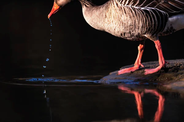 Bebiendo ganso de greylag parado al borde del río. Vista lateral . — Foto de Stock