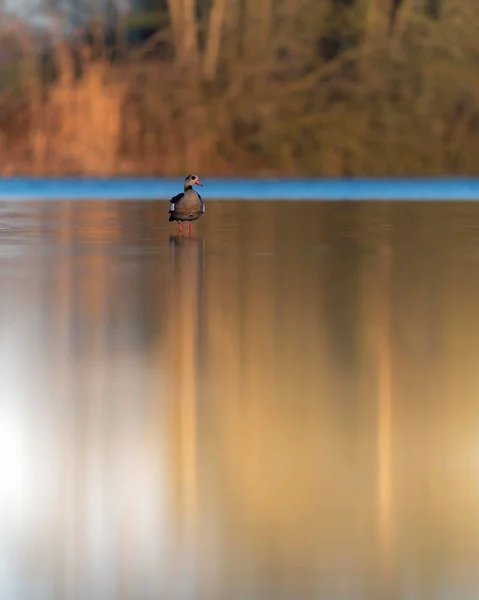 Египетский гусь в утреннем солнечном свете, стоящий в озере . — стоковое фото