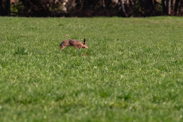 European hare in meadow in sunlight. — Stock Photo, Image