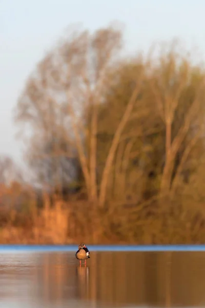 Egyptská Husa v ranním slunci na jezeře. — Stock fotografie