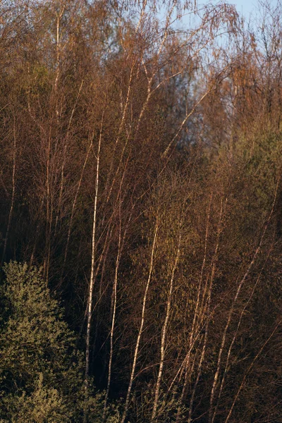 アールの間に朝の日差しの中で白樺の木や他の植生 — ストック写真