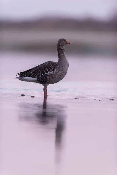 Husí greylag stojící ve vodě při východu slunce. — Stock fotografie