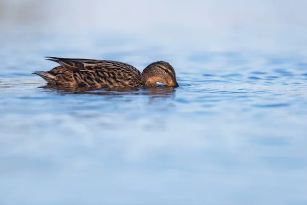 Donne germano reale che nuotano e bevono nel lago. Vista laterale . — Foto Stock