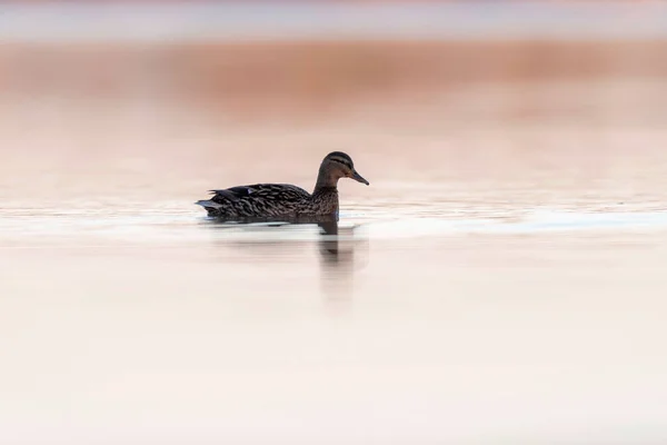 Mazo femenino en el lago al amanecer. Vista lateral . — Foto de Stock