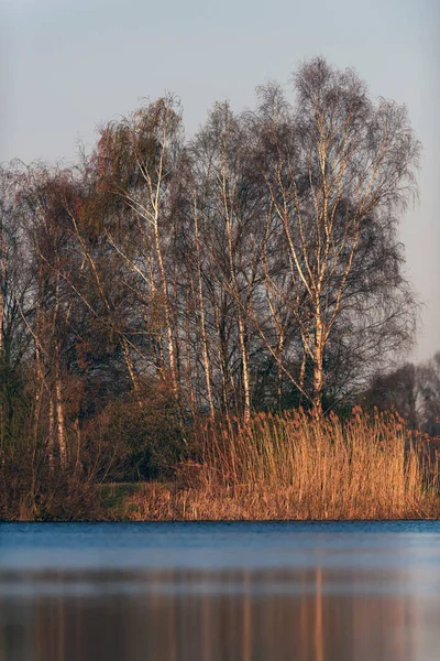 Birch trees and reed at edge of lake in morning sunlight. — Stock Photo, Image