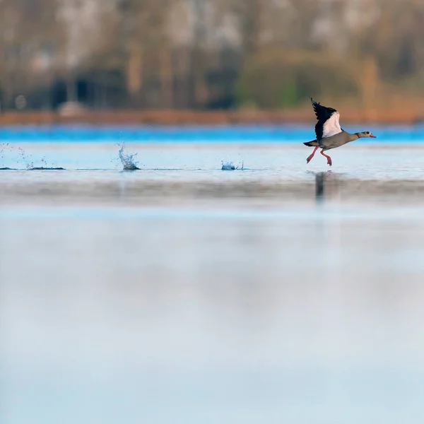Egyptian goose taking off from lake at dawn. — Stock Photo, Image