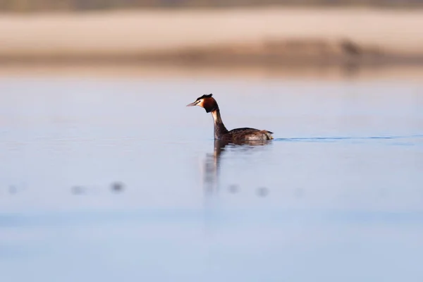 Grande grebe crested no lago na alvorada. Vista lateral . — Fotografia de Stock