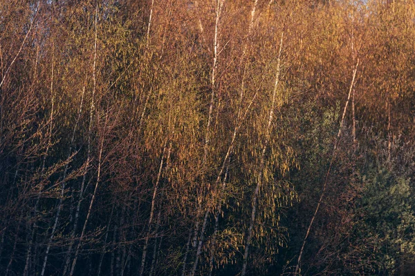 Earl sırasında sabah güneş ışığında Huş ağaçları ve diğer bitki örtüsü — Stok fotoğraf