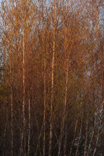 Björk träd i morgon solljus tidigt på våren. — Stockfoto