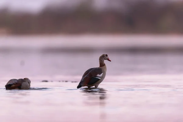 Ganso egípcio no lago ao nascer do sol . — Fotografia de Stock