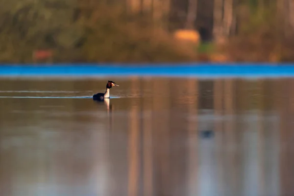 Grande grebe crestato galleggiante nel lago alla luce del sole del mattino durante — Foto Stock