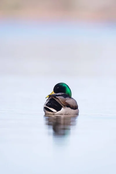 Mallard macho flutuando no lago à luz do sol da manhã. Olhando de lado — Fotografia de Stock