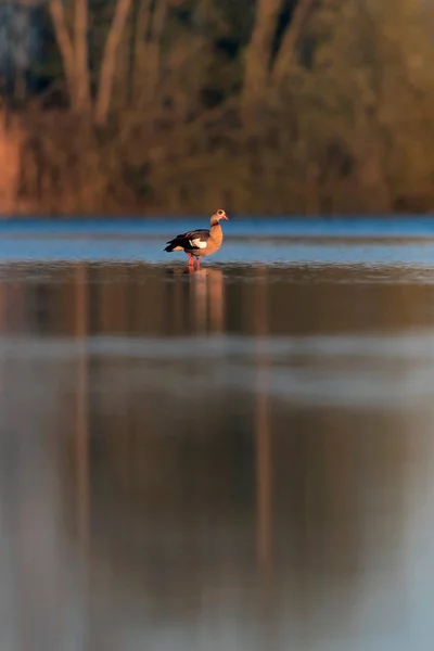 Egyptian goose in morning sunlight standing in lake. — Stock Photo, Image