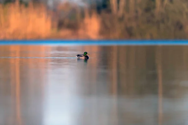 Mužský Mallard v jezeře v ranním slunci. — Stock fotografie