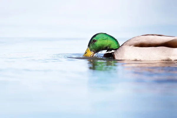 아침 햇빛에 호수에서 마시는 남성 청둥오리. 측면 도면. — 스톡 사진