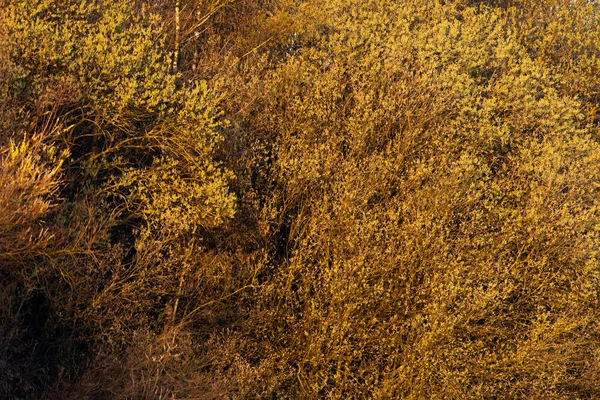 朝の日差しの中の早春の木の紅葉. — ストック写真