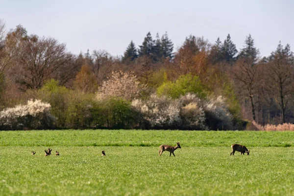 Grupo de cervos ovinos em pastagem de prados, descanso e alongamento . — Fotografia de Stock