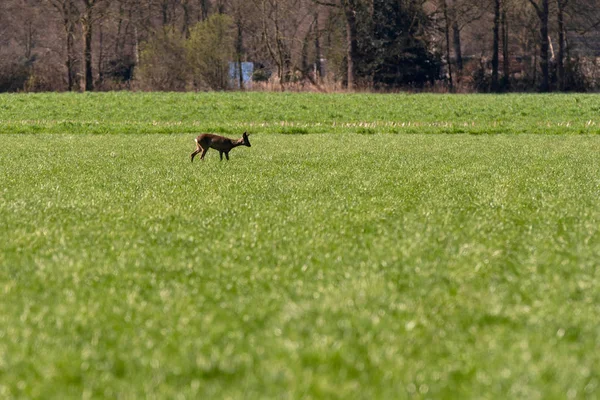 Roebuck walking in meadow in sunlight. — Stock Photo, Image