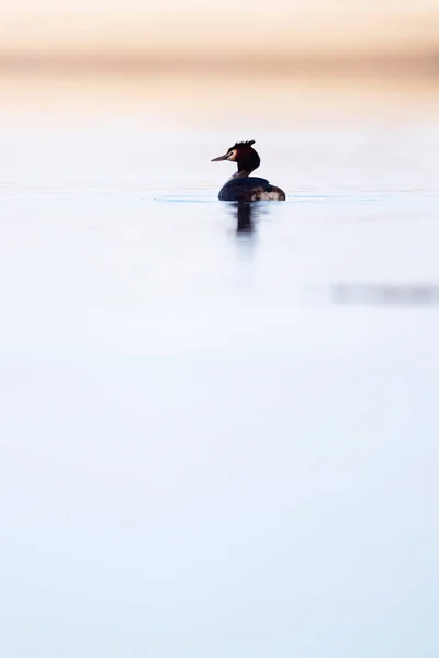 Great crested grebe in lake at dawn. Side view. — Stock Photo, Image