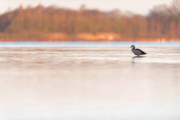 Ganso egípcio em pé no lago ao amanhecer. Vista lateral . — Fotografia de Stock