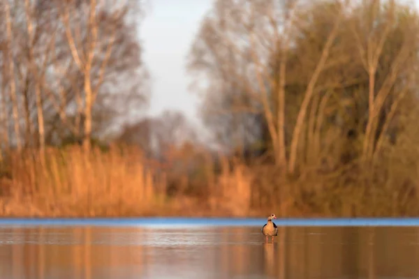 埃及鹅在早晨的阳光下站在湖. — 图库照片