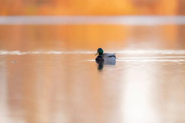 Maschio germano reale nuotare nel lago all'alba. Vista laterale . — Foto Stock