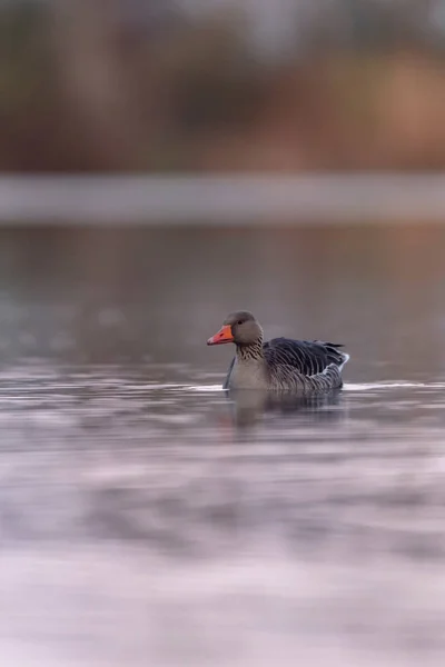 Greylag oca nel lago all'alba . — Foto Stock