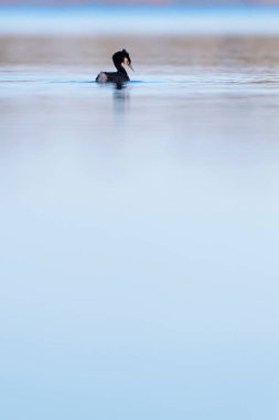 Gün doğumunda gölde büyük tepeli grebe. Yan görünüm.