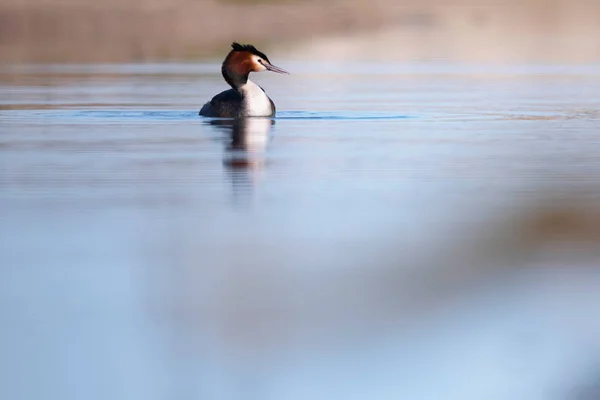 Great crested grebe in lake in morning sunlight. Side view. — Stock Photo, Image