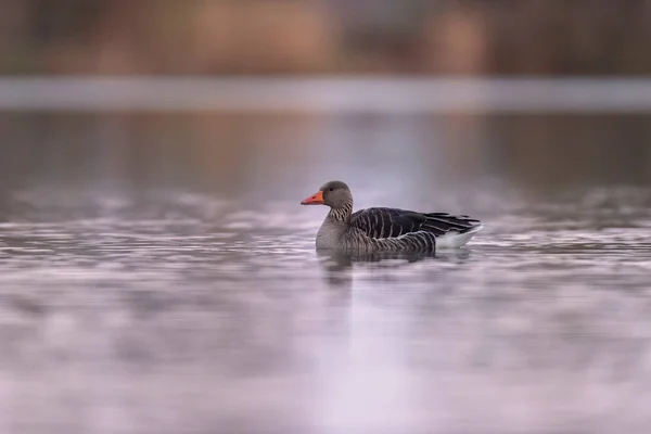 日の出時の湖のグレイラグガチョウ. — ストック写真