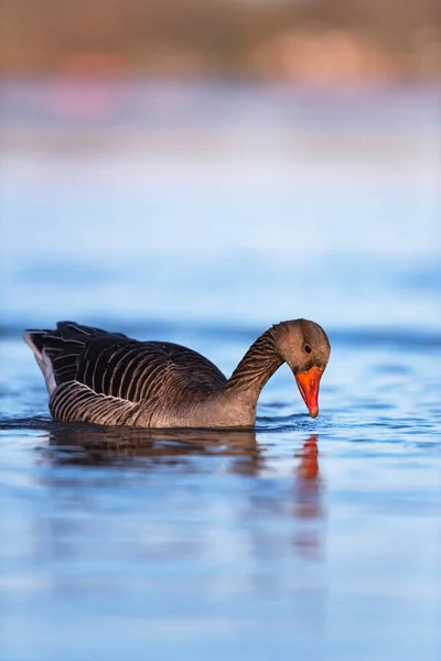 Ganso de Greylag con plumas mojadas en el lago a la luz del sol de la mañana . — Foto de Stock