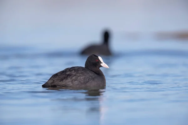 Coot eurasiático en el lago a la luz del sol. Vista lateral . — Foto de Stock