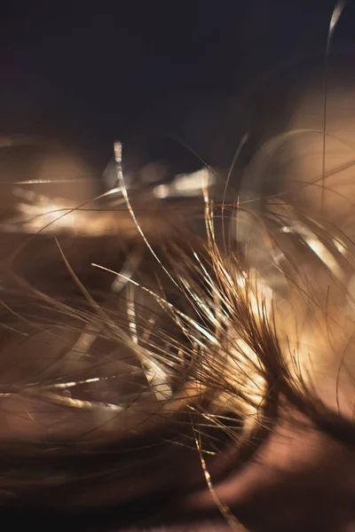 Macro shot de cheveux bruns . — Photo