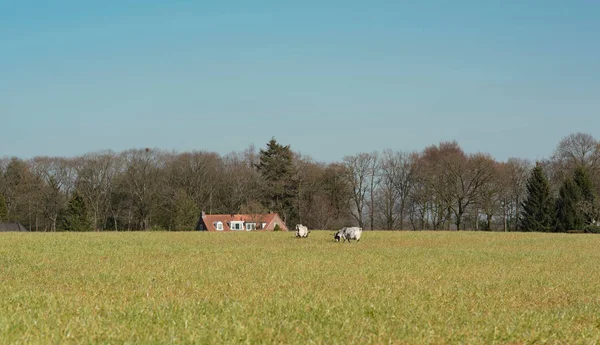 Козы на лугу в солнечной сельской местности . — стоковое фото