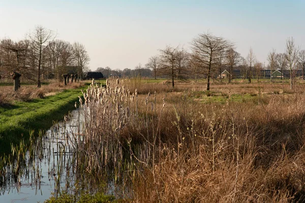 Sunny countryside with ditch and reed under blue sky. — Stock Photo, Image